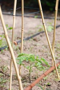 Redimensionamiento de 20mayo 030