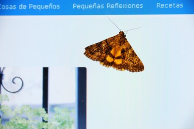 polilla 002