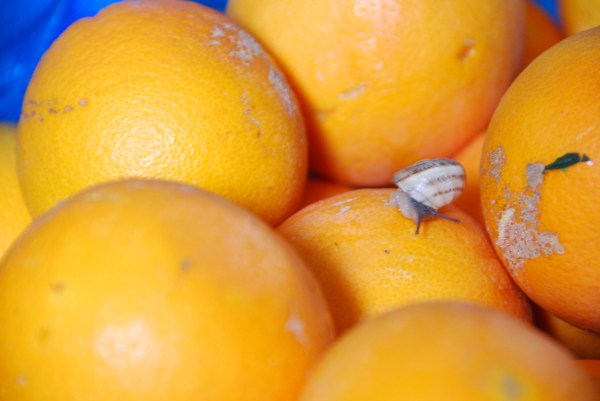 naranjas 001