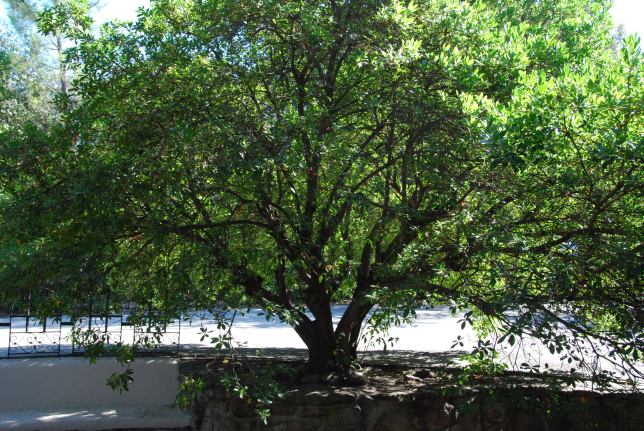Madroño arbol